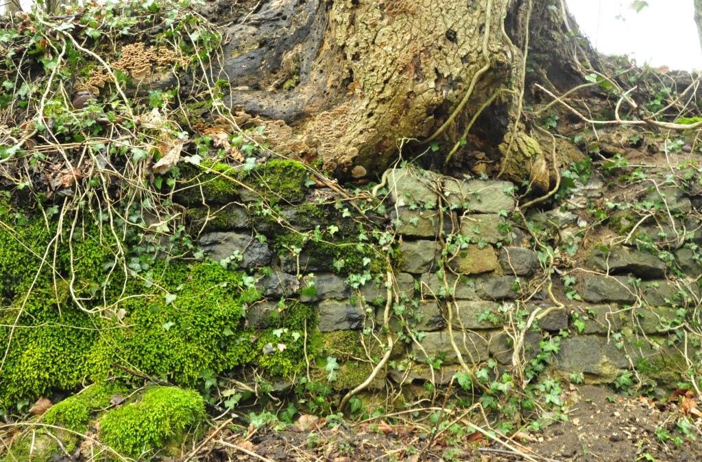 Neue Grabungen auf dem Schaumberg!